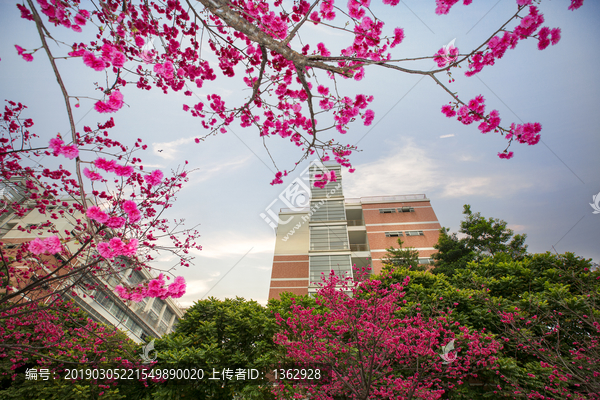 樱花季