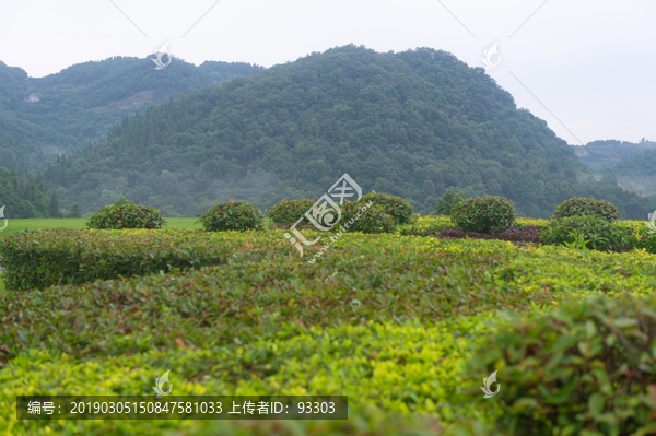 青山