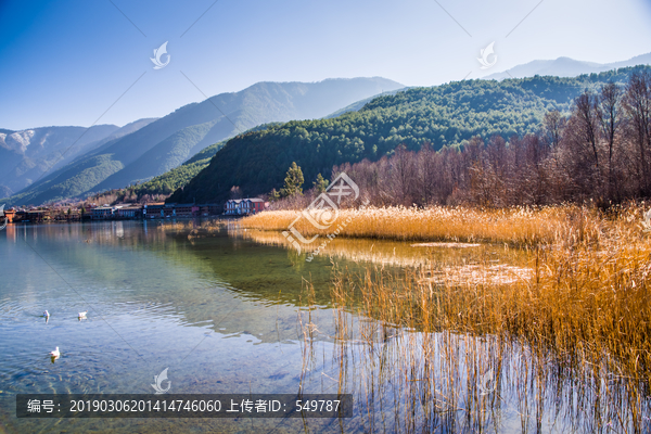 泸沽湖芦苇丛