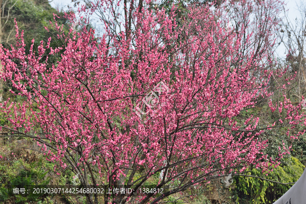 桃花山