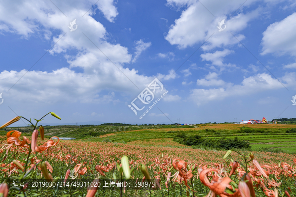 蓝天白云百合花