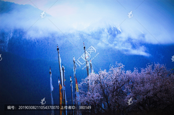 西藏雪山桃花