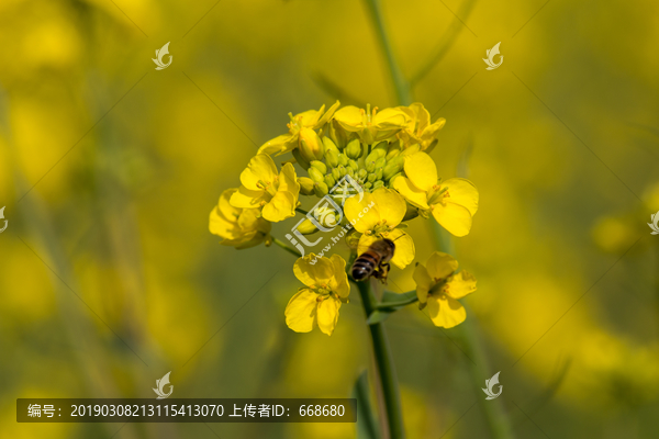 油菜花