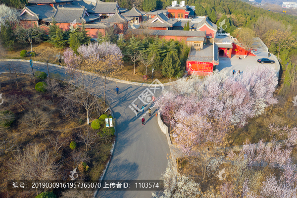 航拍济南千佛山的桃花23