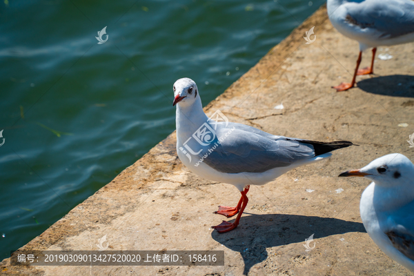 洱海红嘴鸥海鸥素材