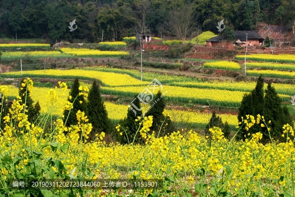 乡村二月菜花开