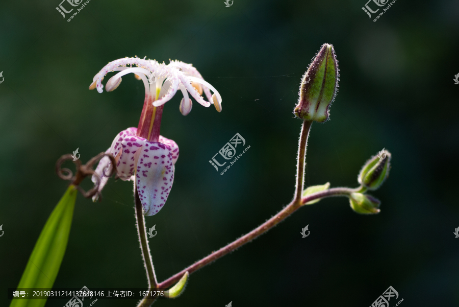 油点草