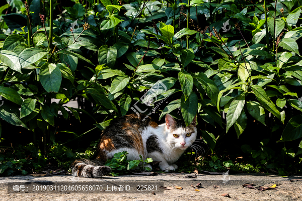 花猫