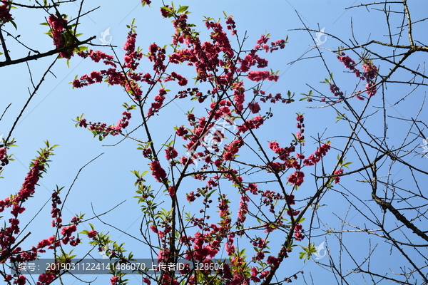 桃花桃树