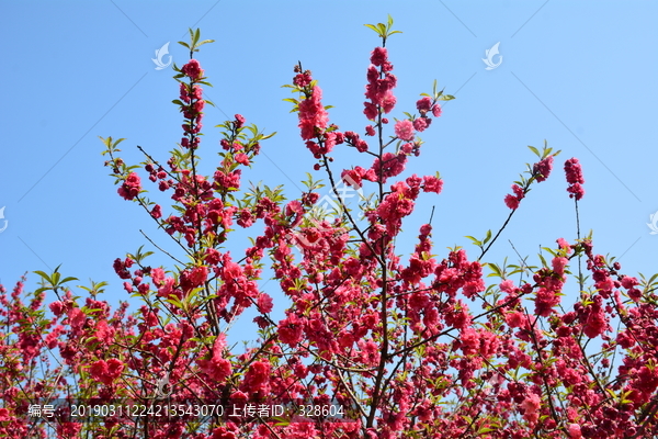 桃花桃树