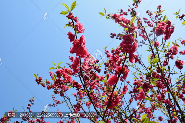 桃花桃树