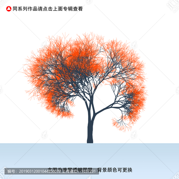 大樹