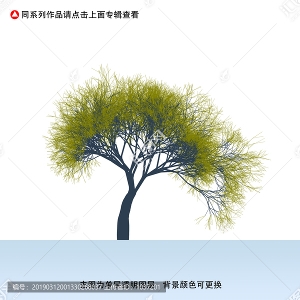 古樹