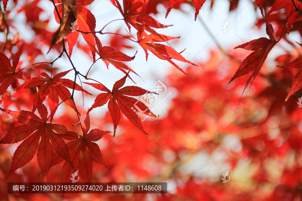 南京栖霞山红枫