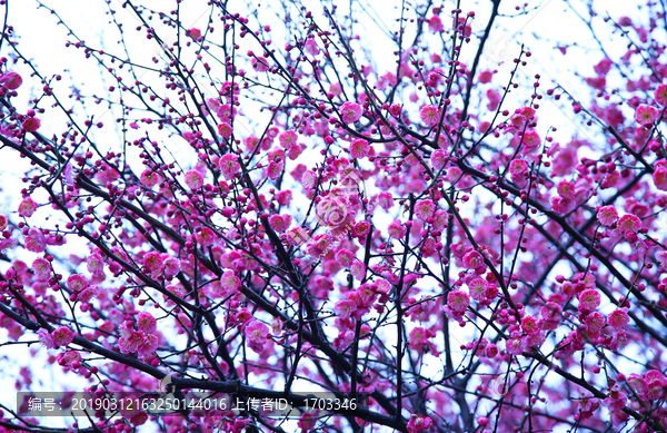 梅花背景素材