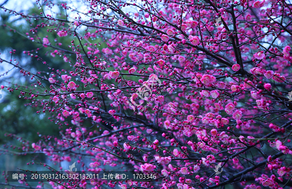 梅花背景素材