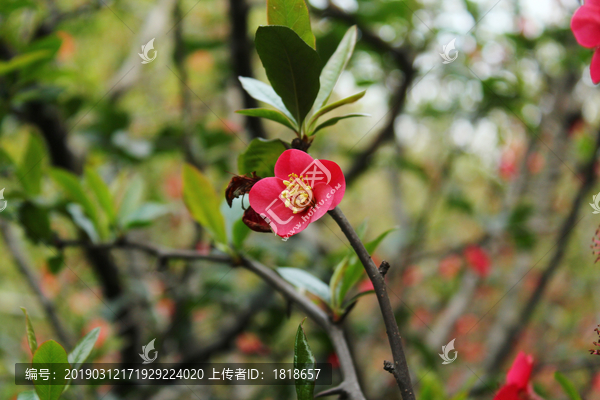 贴梗海棠