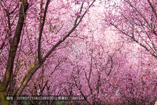 桃花林