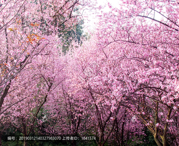 桃花林