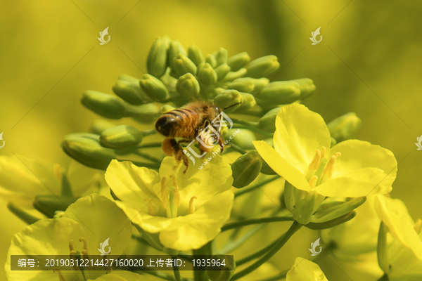 蜜蜂采油菜花蜜