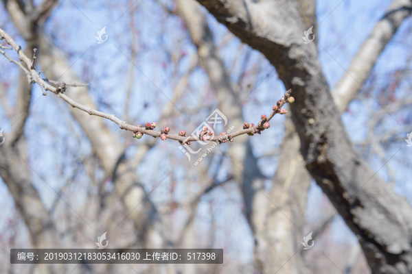 花苞