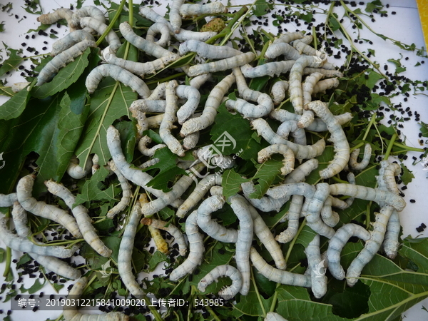 蚕食