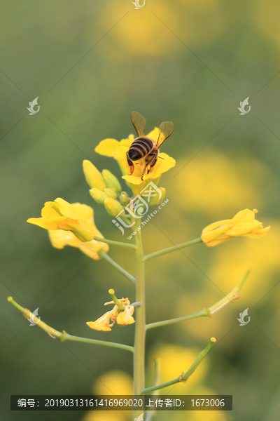 油菜花开蜜蜂采蜜