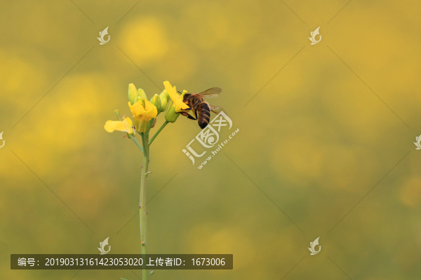 油菜花开蜜蜂采蜜