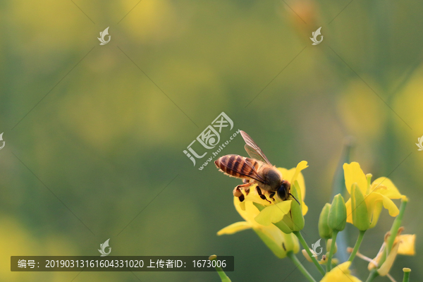 油菜花开蜜蜂采蜜