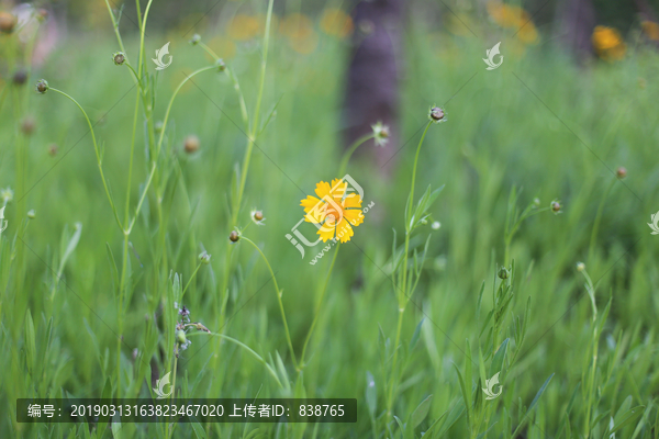 野菊花