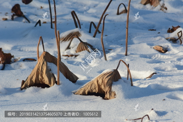 冰雪残荷