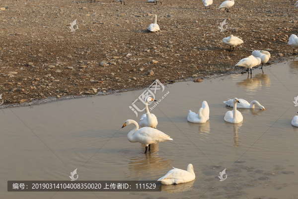 三门峡天鹅湖