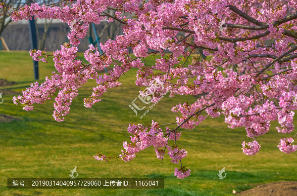 樱花枝