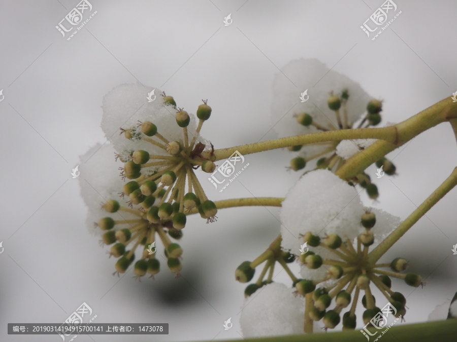 雪