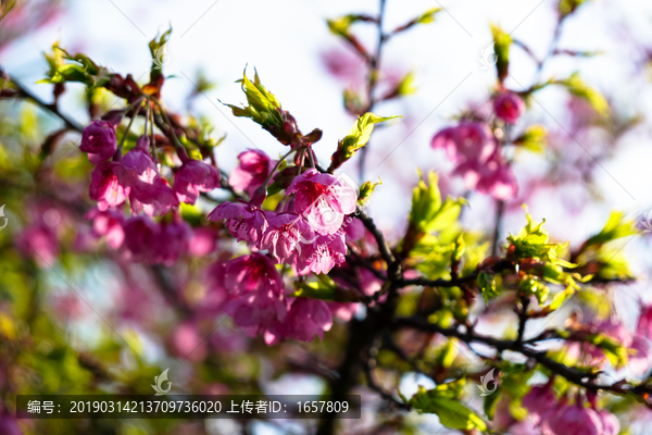 樱花