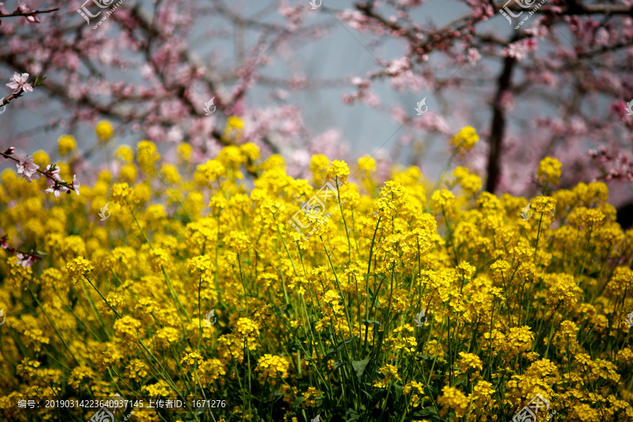 油菜花