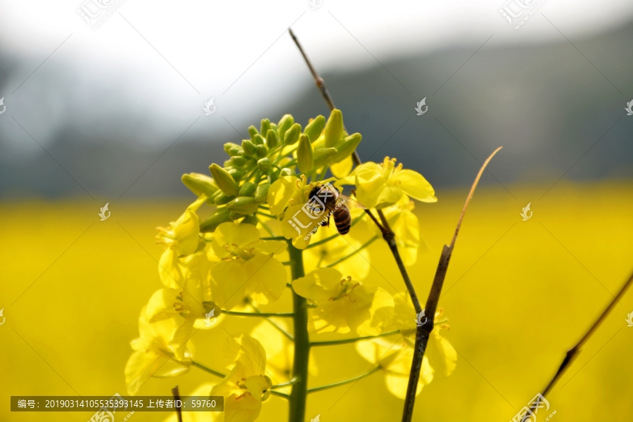 蜜蜂采油菜花