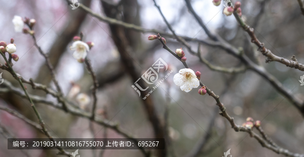 含苞待放的梅花