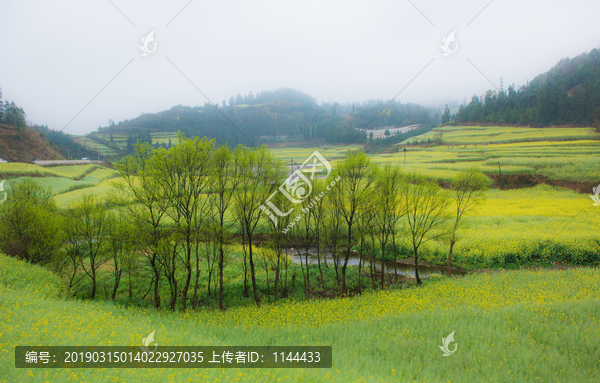 云南罗平油菜花