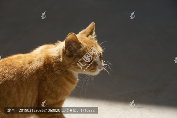 橘猫