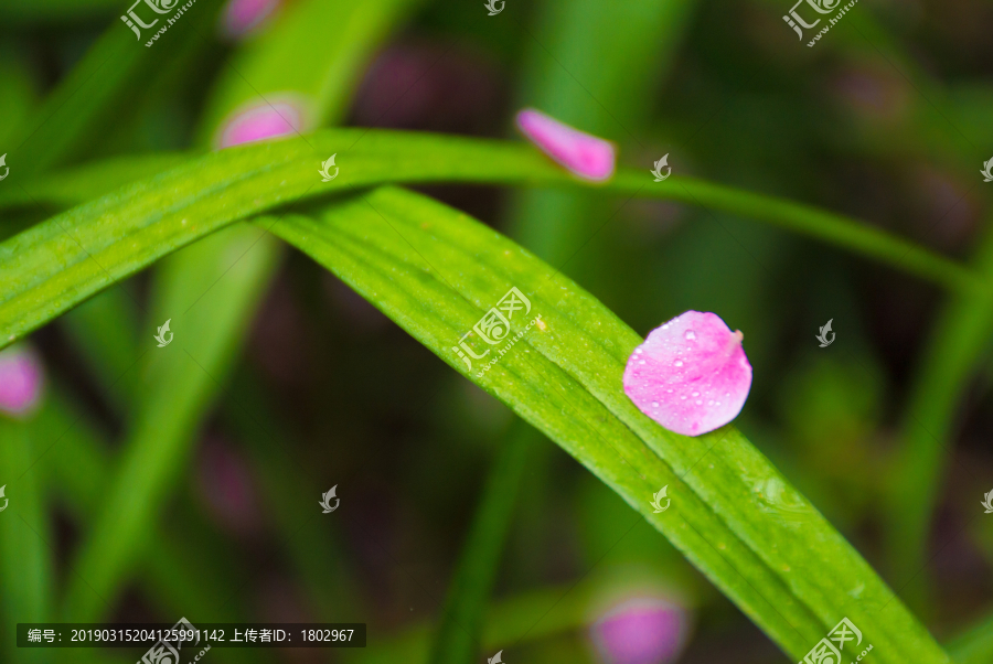 梅花花瓣