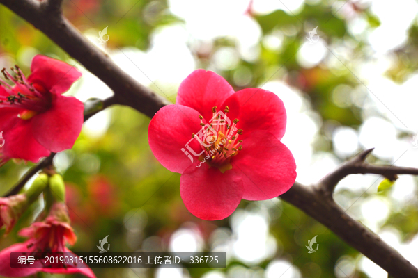红色海棠花及枝叶