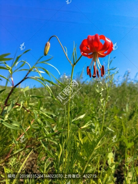 红色山丹花