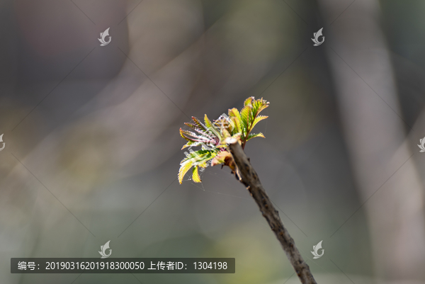 春芽