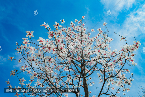 玉兰花