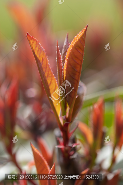 石楠嫩芽