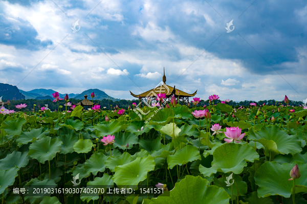 荷花大观园