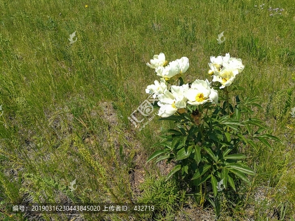 野生芍药花