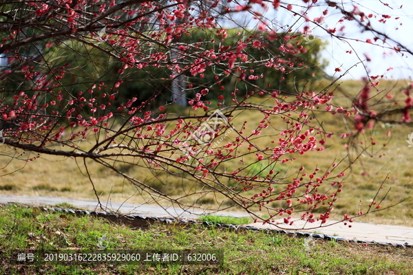 梅花