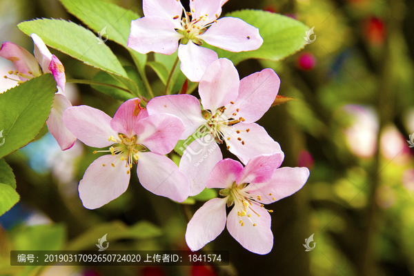 海棠花